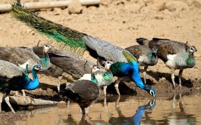 Private Day-Trip to Bharatpur Bird Sanctuary from Agra