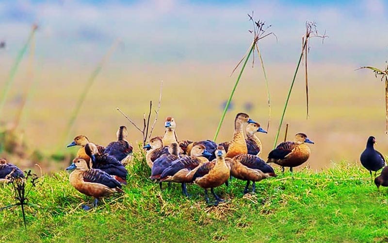 Private Day-Trip to Bharatpur Bird Sanctuary from Agra