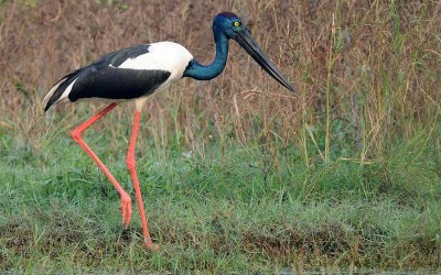 Keoladeo National Park Sightseeing - Bharatpur