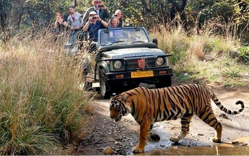 Ranthambore Tiger Safari Adventure Tour with Golden Triangle Cities