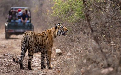 Ranthambore Tiger Safari Adventure Tour with Golden Triangle Cities