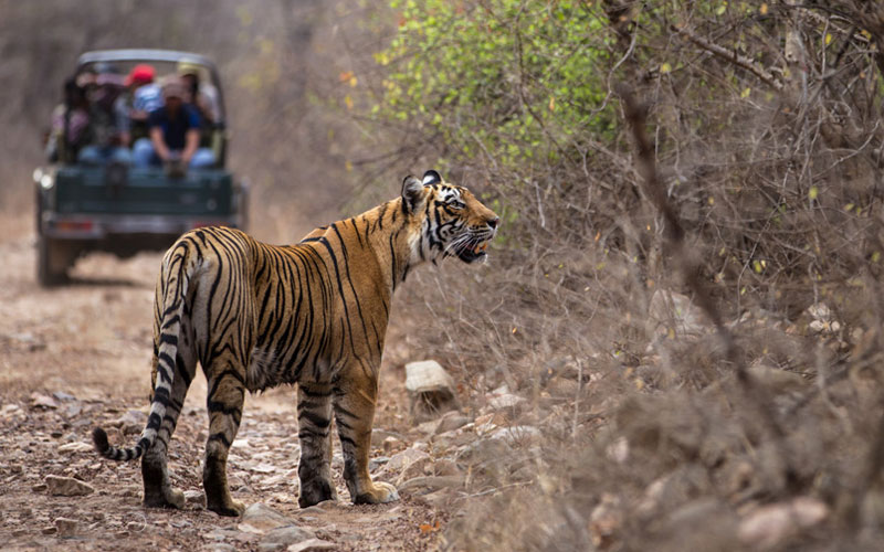 Ranthambore Tiger Safari Adventure Tour with Golden Triangle Cities