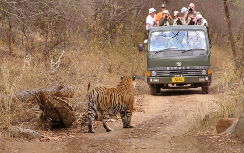 Ranthambore Tiger Safari Adventure Tour with Golden Triangle Cities