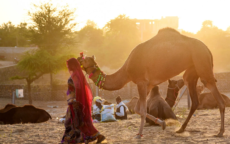 Jaipur City Tour with Pushkar